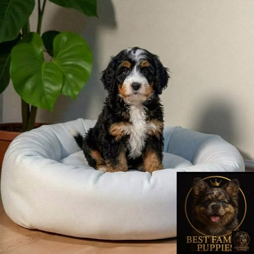 Cachorro Bernedoodle Miniatura Tricolor Tradicional / Mini Bernedoodle Tricolor disponible
