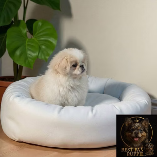 Cachorro Pequinés Cabeza de León / Pekingese Lion Head disponible - Imagen 6