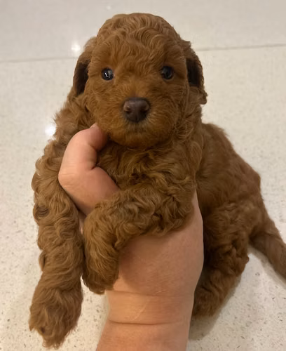 FRENCH POODLE ROJOS