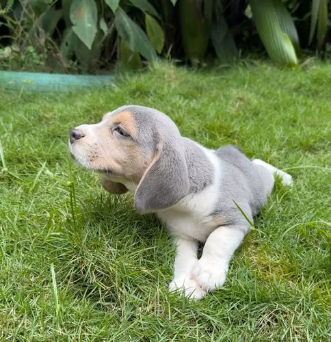 Beagle Blue  - Imagen 2