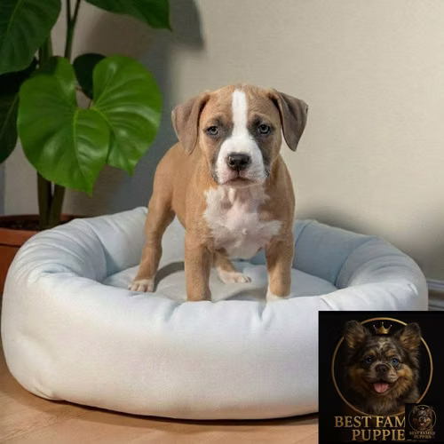 Cachorro AMERICAN STAFFORD disponible