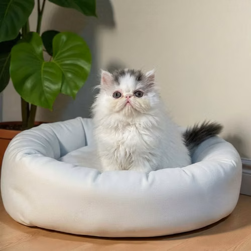 Gatito PERSA disponible - Imagen 4