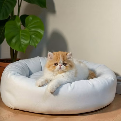 Gatito PERSA disponible - Imagen 9