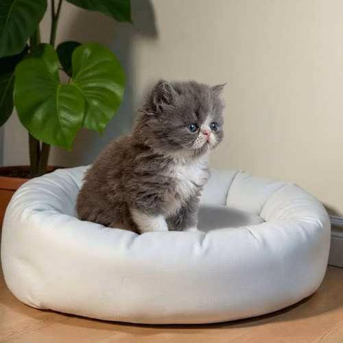 Gatito PERSA disponible - Imagen 7