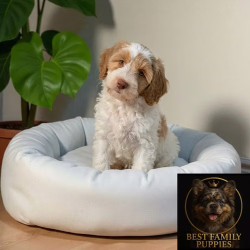 Cachorro GOLDENDODLE MINIATURA disponible - Imagen 8