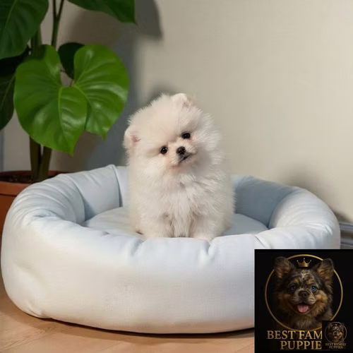 Cachorro POMERANIAN CARA DE OSO EXOTICO disponible - Imagen 4