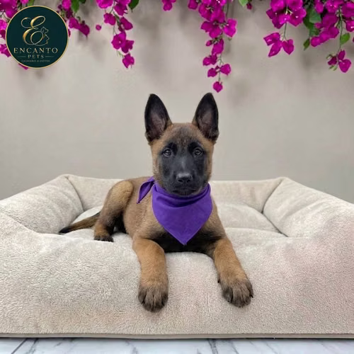Cachorro PASTOR BELGA MALINOIS disponible - Imagen 7
