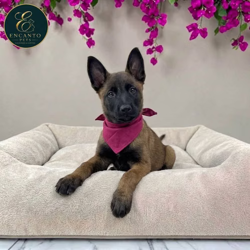 Cachorro PASTOR BELGA MALINOIS disponible - Imagen 10