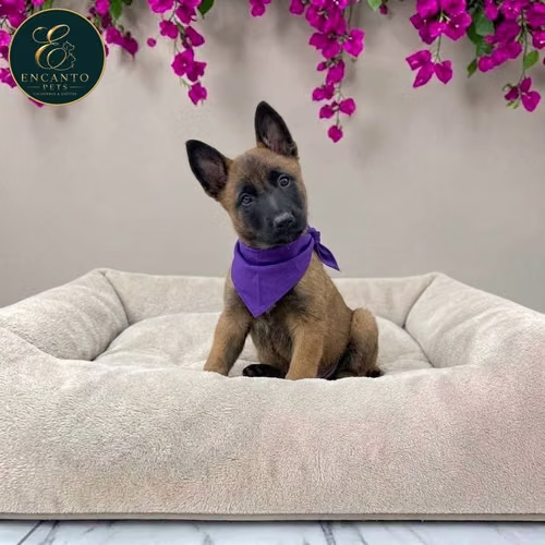 Cachorro PASTOR BELGA MALINOIS disponible - Imagen 4