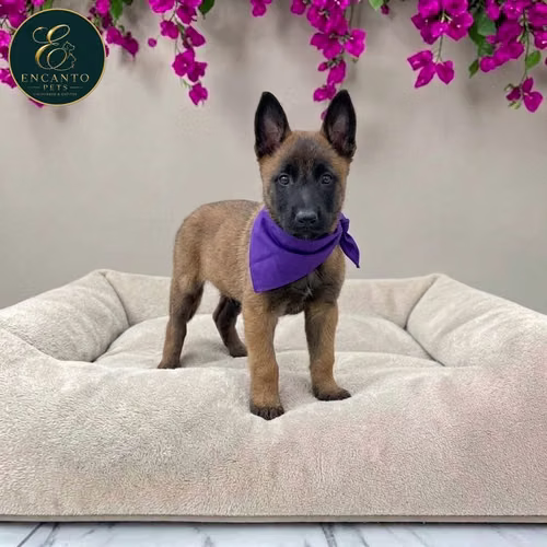 Cachorro PASTOR BELGA MALINOIS disponible - Imagen 6
