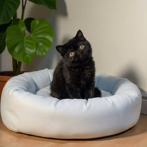 Gatito EXOTICO DE PELO CORTO disponible - Imagen 6