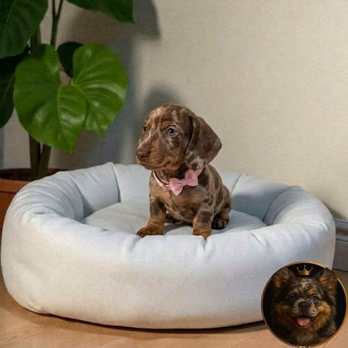 Cachorro Salchicha Miniatura Arlequín Chocolate / Miniature Dachshund Dapple Chocolate disponible - Imagen 7