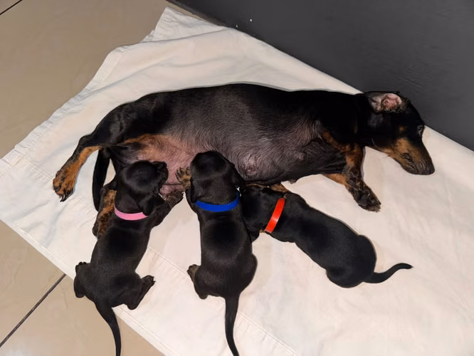 Perros Salchicha