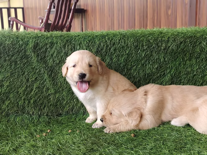 Cachorros Golden Retriever