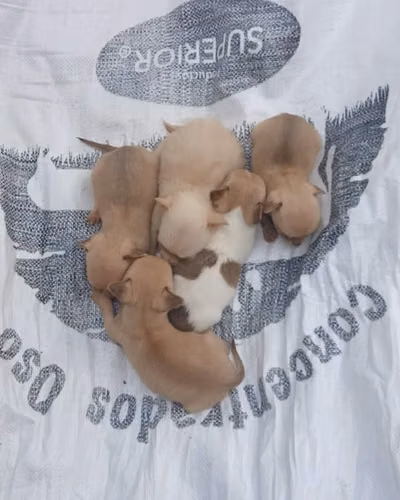 Se vende perritos chihuahua 