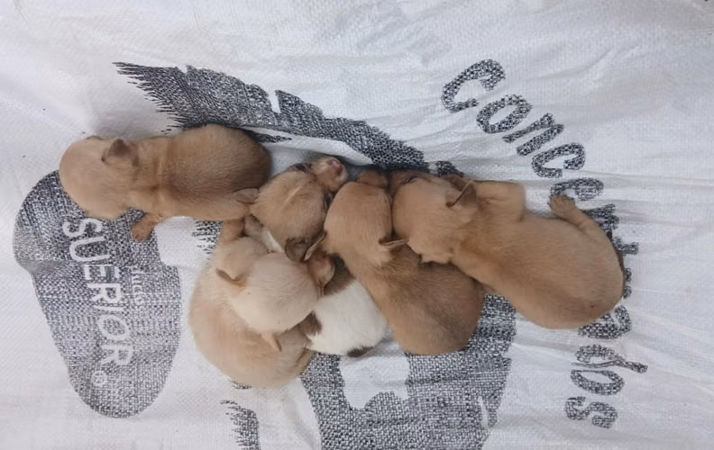 Se vende perritos chihuahua  - Imagen 2