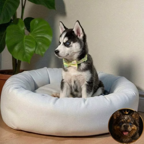 Cachorro HUSKY SIBERIANO disponible - Imagen 4