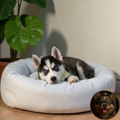 Cachorro HUSKY SIBERIANO disponible - Imagen 2
