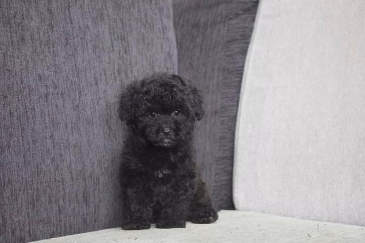 Hermoso poodle