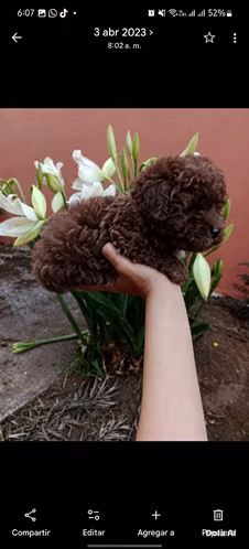 Hermoso poodle - Imagen 5