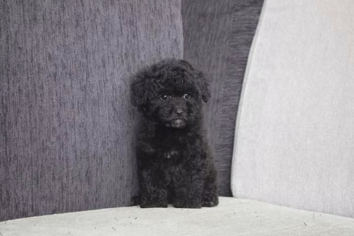 Hermoso poodle - Imagen 2