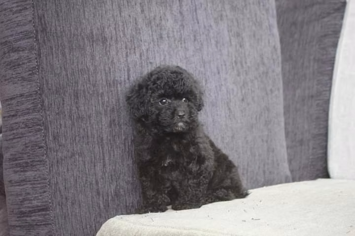 Hermoso poodle - Imagen 3