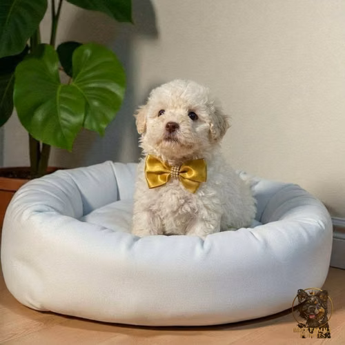 Cachorro French Poodle Mini Tradicional / Miniature Poodle disponible - Imagen 5