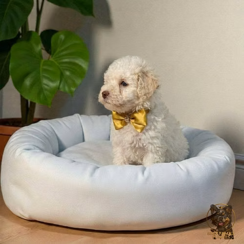 Cachorro French Poodle Mini Tradicional / Miniature Poodle disponible - Imagen 3