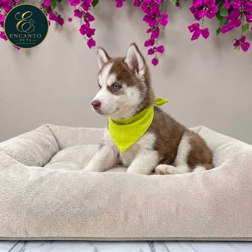 Cachorro HUSKY SIBERIANO disponible - Imagen 4
