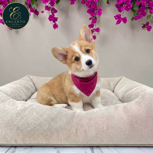 Cachorro CORGI DE PEMBROKE disponible