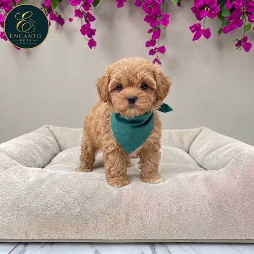 Cachorro MALTIPOO disponible - Imagen 8