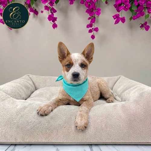 Cachorro BOYERO AUSTRALIANO RED HEELER disponible - Imagen 4