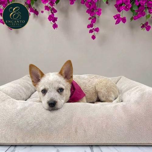 Cachorro BOYERO AUSTRALIANO RED HEELER disponible - Imagen 6