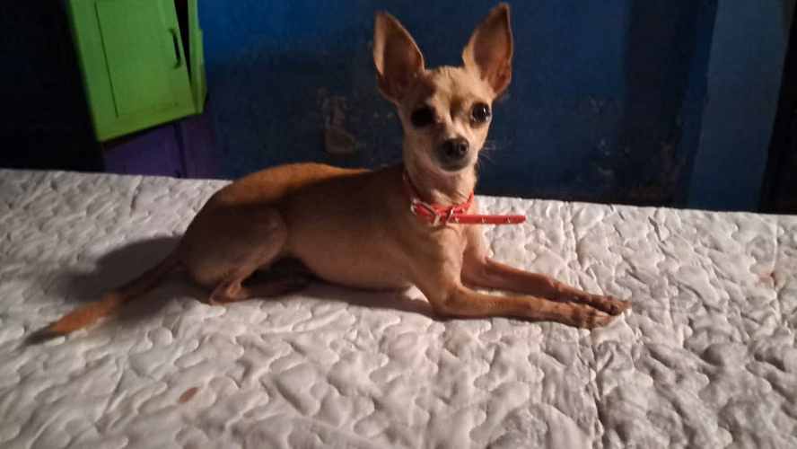 Vendo