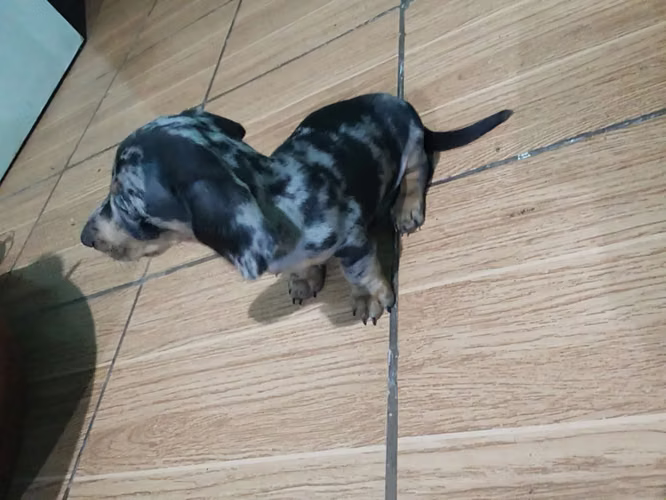 Perro salchicha