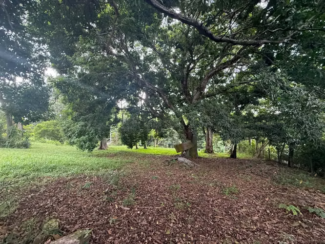 Lote en Venta en Orotina | 1.370 m² | Excelente Ubicación - Imagen 7