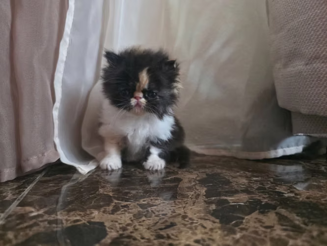 Persian Extreme Female