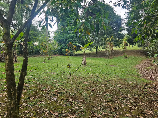EXCLUSIVA QUINTA CON JARDÍN TROPICAL Y QUEBRADA - FINANCIAMIENTO DIRECTO DISPONIBLE! - Imagen 17
