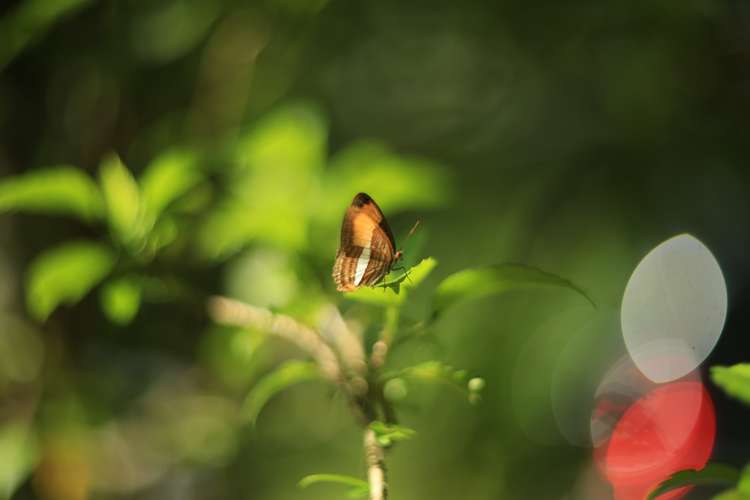 lente helios 44-2 cámaras teleobjetivos lentes adaptadores digital analógic fotografo fotografía camarógrafo filtro asch