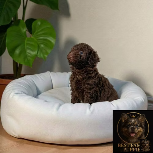 Cachorro FRENCH POODLE CHOCOLATE MINIATURA disponible - Imagen 2