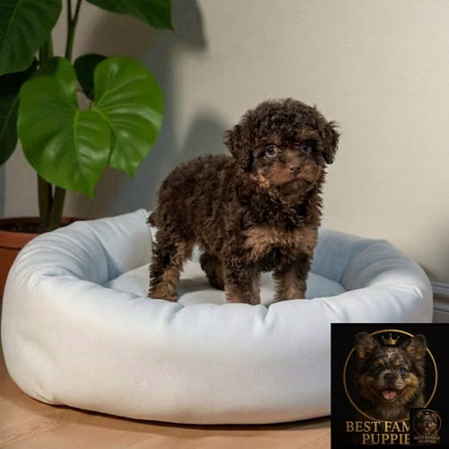 Cachorro FRENCH POODLE CHOCOLATE MINIATURA disponible - Imagen 6