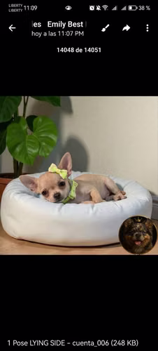 Cachorro CHIHUAHUA CABEZA DE MANZANA TRADICIONAL disponible - Imagen 10