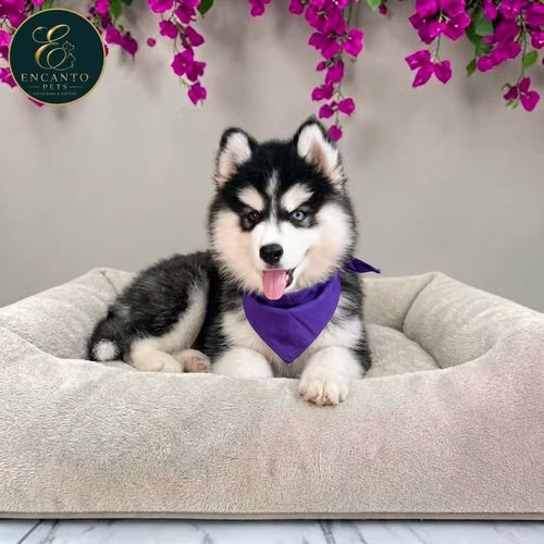 Cachorro HUSKY SIBERIANO disponible