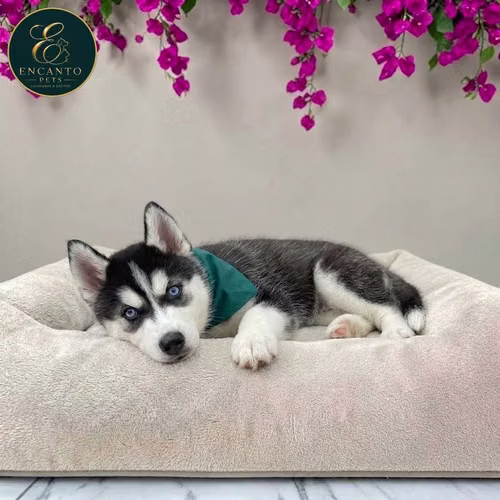 Cachorro HUSKY SIBERIANO disponible - Imagen 5
