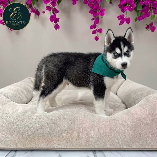 Cachorro HUSKY SIBERIANO disponible - Imagen 2