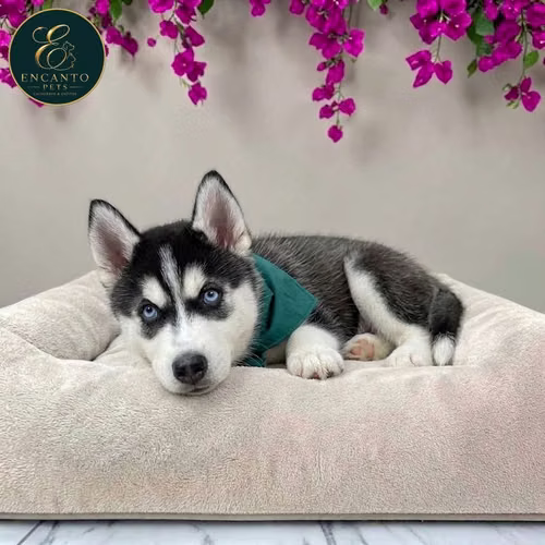 Cachorro HUSKY SIBERIANO disponible - Imagen 6