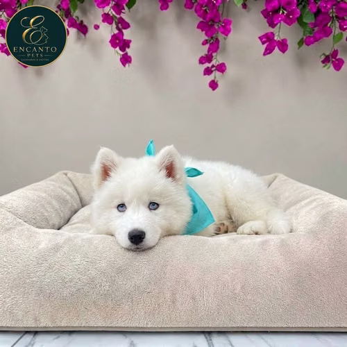 Cachorro HUSKY SIBERIANO disponible - Imagen 10
