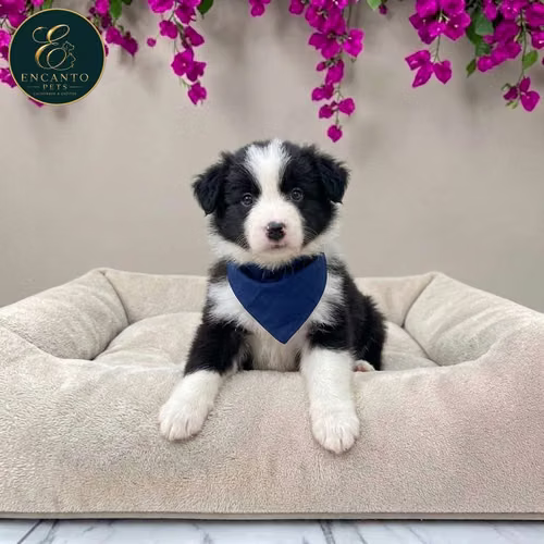Cachorro BORDER COLLIE TRADICIONAL disponible - Imagen 2