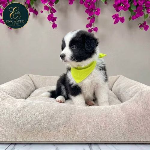 Cachorro BORDER COLLIE TRADICIONAL disponible - Imagen 9