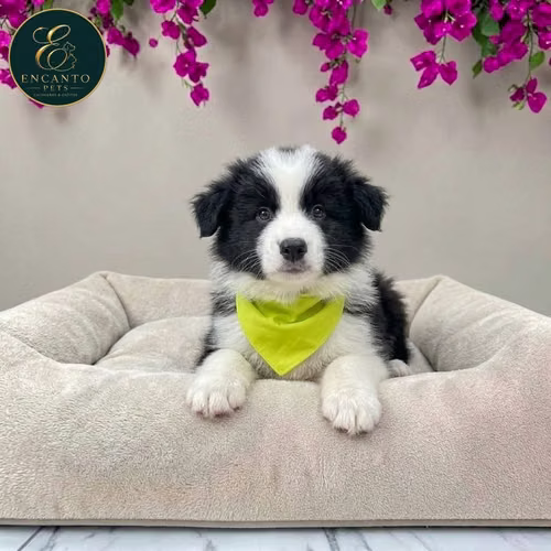 Cachorro BORDER COLLIE TRADICIONAL disponible - Imagen 10